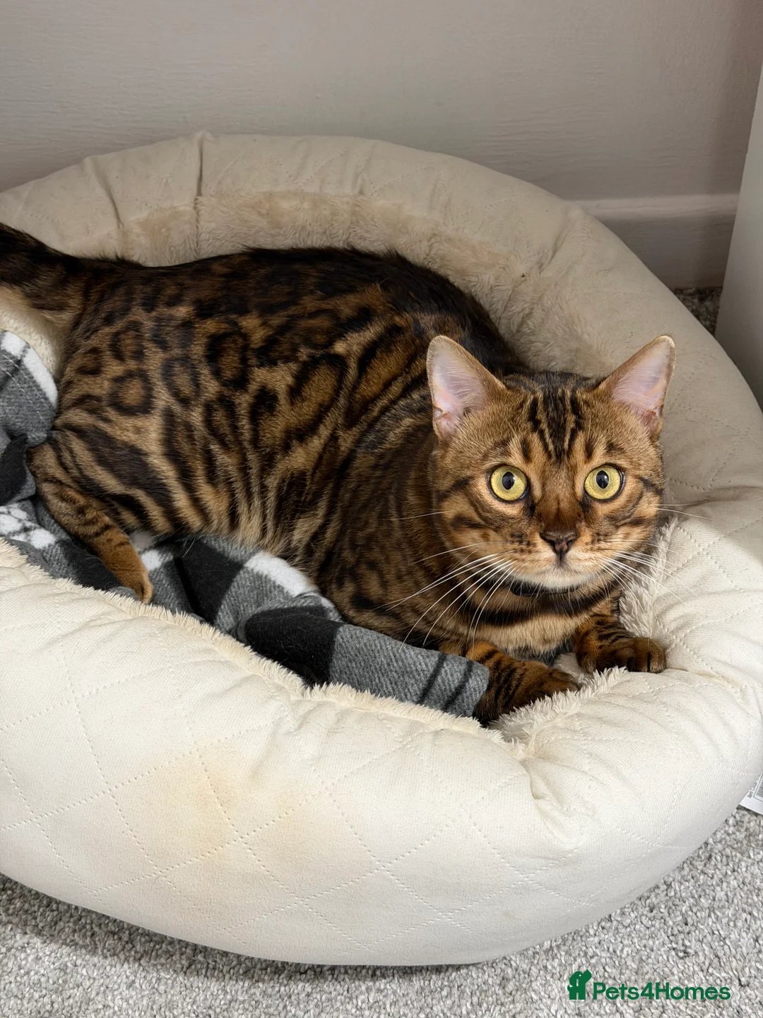 Bengal cats for sale: Bengal Cat Loving, Fully Trained & equipped - Advert 1