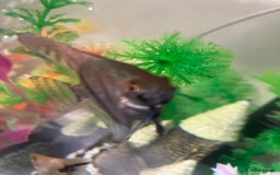 Angelfish fish for sale: Marble angelfish for sale - Image 4