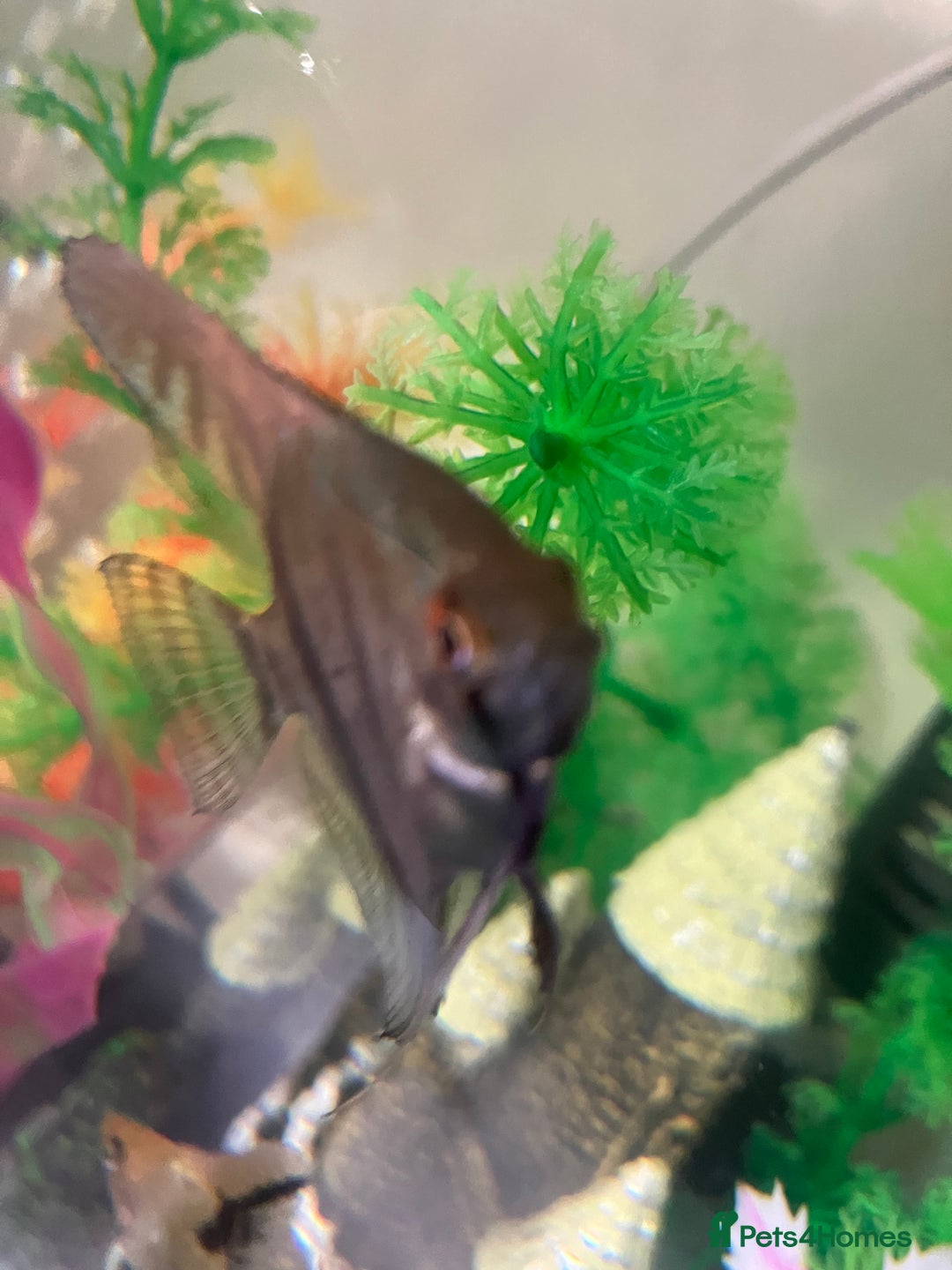 Angelfish fish for sale: Marble angelfish for sale - Image 4