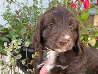 Cockapoo dogs READY NOW F1 Cockapoo - Advert 6