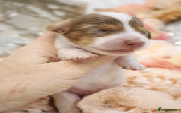 Miniature Dachshund dogs for sale: KC Longhair Miniature Dachshund Puppies - Image 10