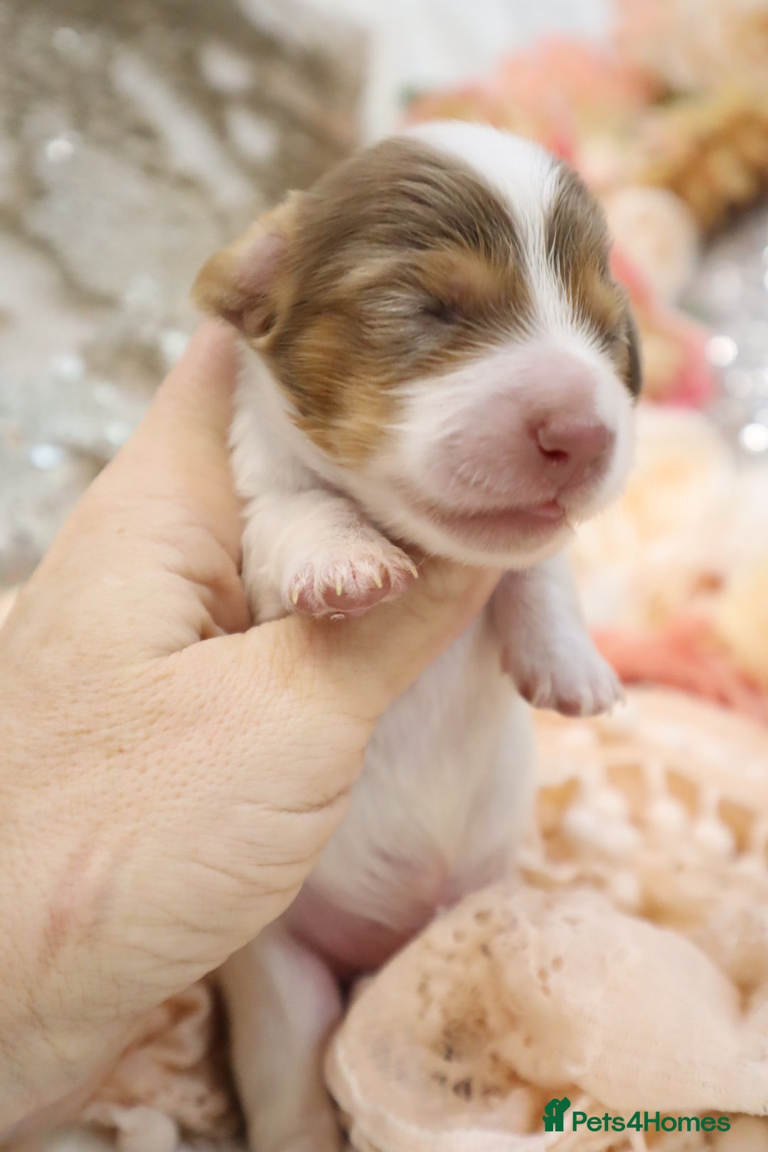 Miniature Dachshund dogs for sale: KC Longhair Miniature Dachshund Puppies - Image 10