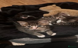 Domestic Shorthair cats for sale: 5 Tabby & Tuxedo kittens for sale - Image 34