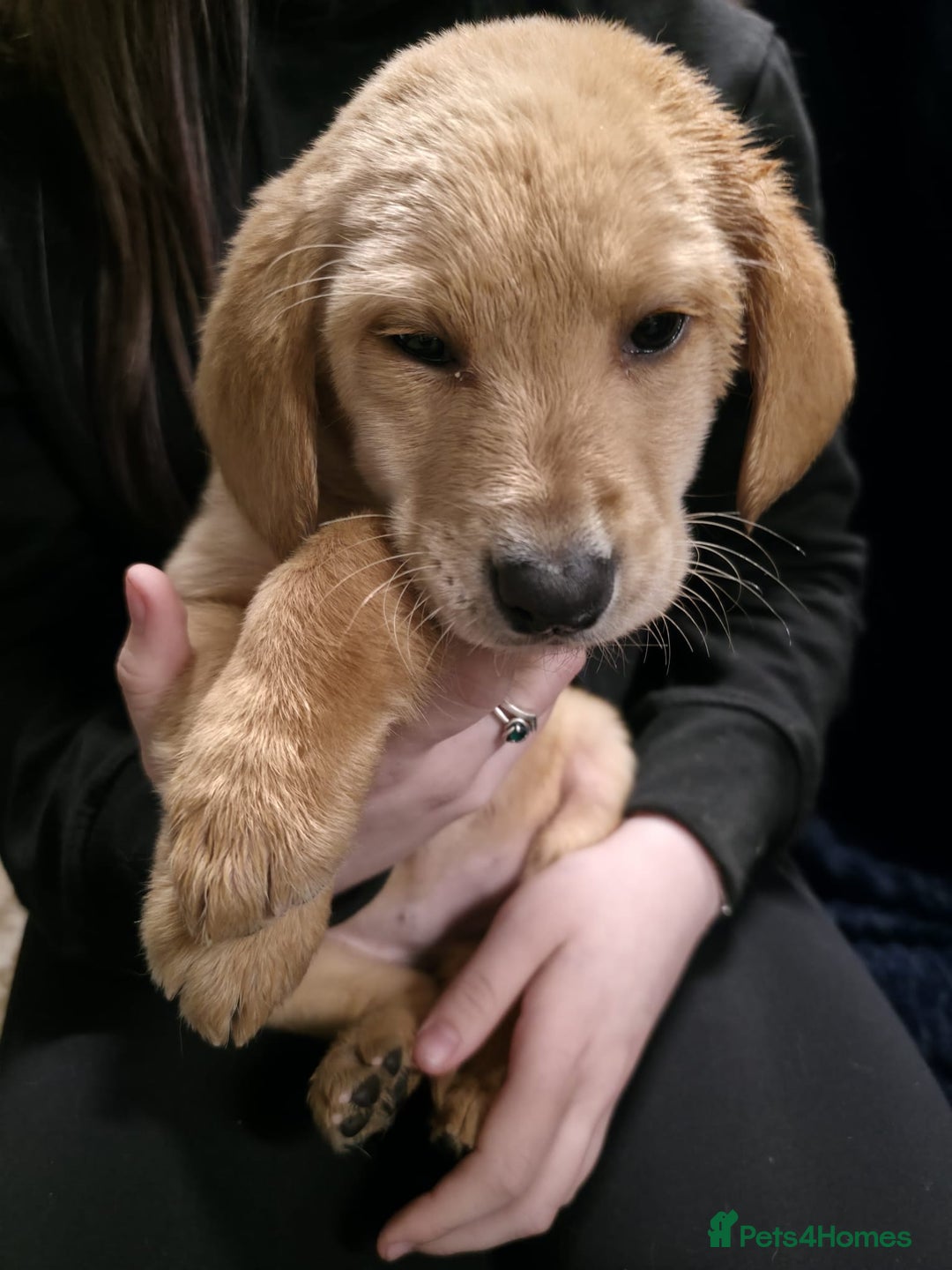 Labrador Retriever dogs for sale: Golden Labrador puppies  - Image 39