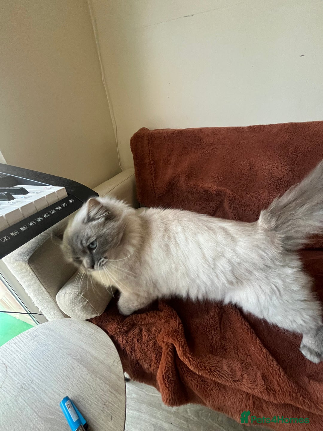 Ragdoll cats for sale: Buttons pure ragdoll - Image 6