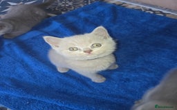 British Shorthair cats for sale: Britishshort hair kitten ready now - Image 1