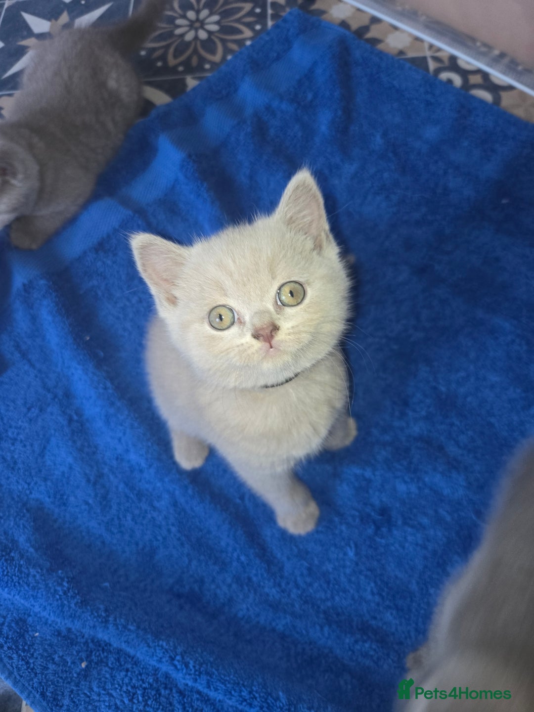 British Shorthair cats for sale: Britishshort hair kitten ready now - Image 1