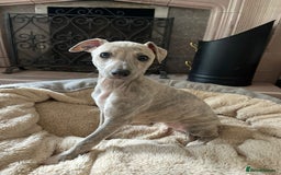 Mixed Breed dogs for sale:  🐶✨ ADORABLE WIGGY PUPPIES – licenced  breeder  - Image 10