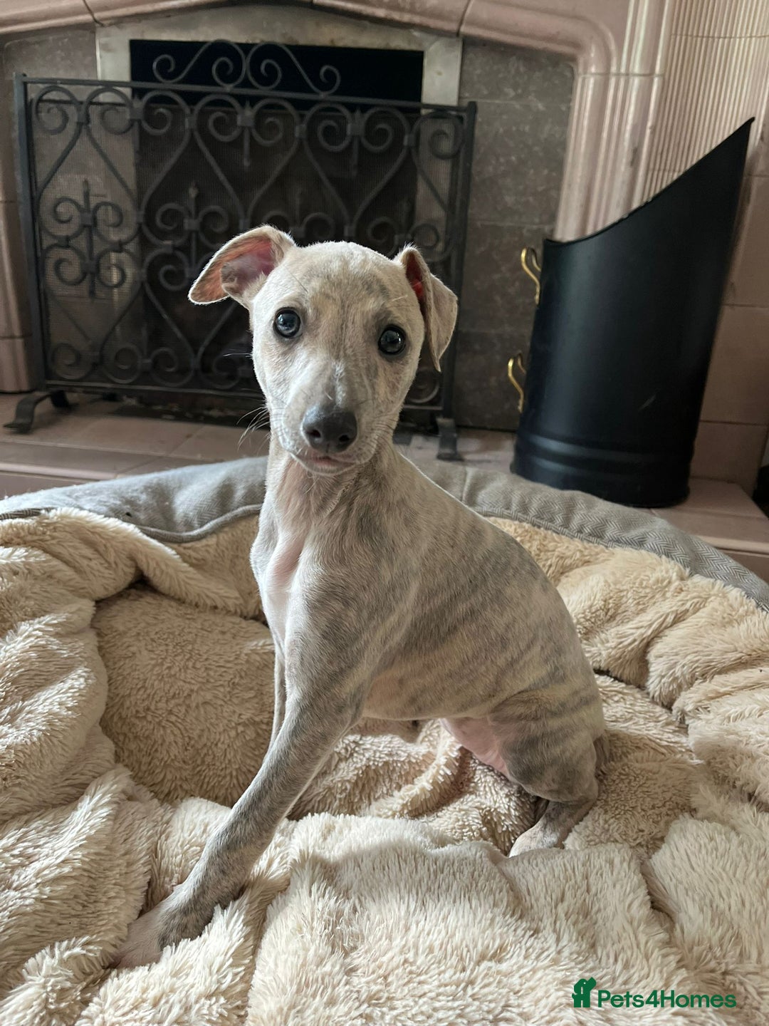 Mixed Breed dogs for sale:  🐶✨ ADORABLE WIGGY PUPPIES – licenced  breeder  - Image 10