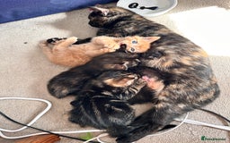 Mixed Breed cats for sale: Amiable bengal mix tabby kittens - Image 14