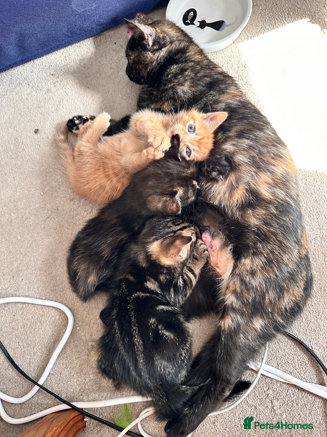 Mixed Breed cats for sale: Amiable bengal mix tabby kittens - Image 14