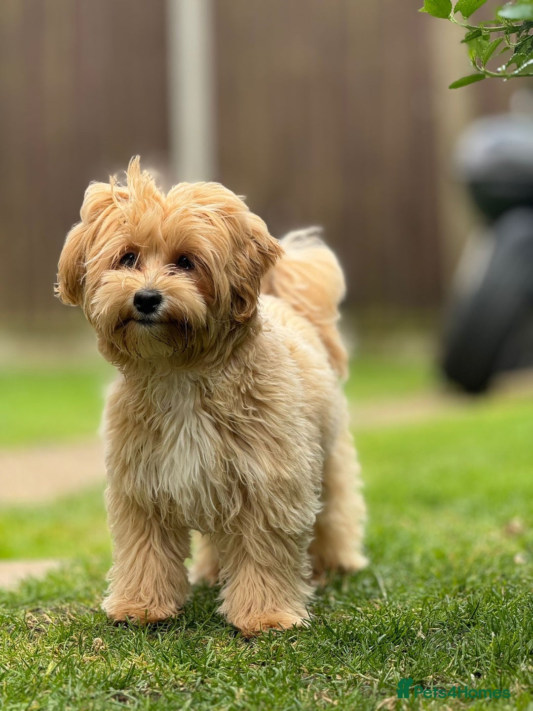Maltipoo dogs for sale: Stunning Maltipoo puppies - Advert 8