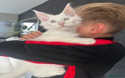 Maine Coon cats for sale: Super size mainecoon  - Image 1