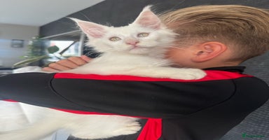 Maine Coon cats - Advert 1
