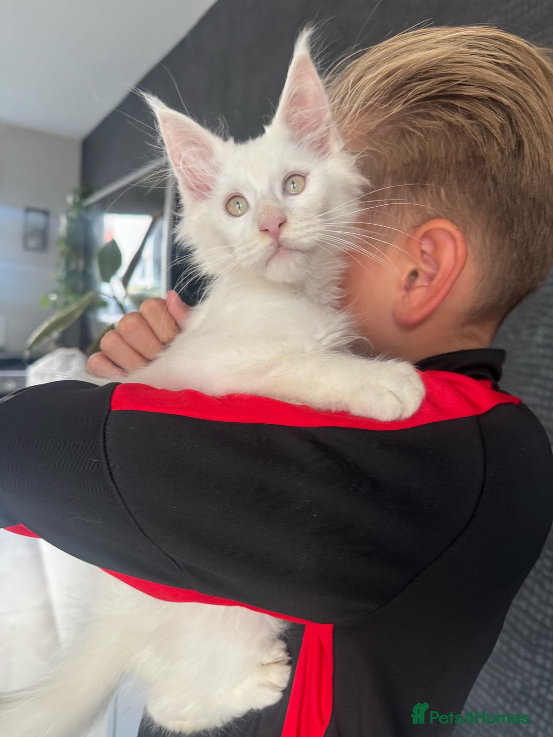 Maine Coon cats for sale: Super size mainecoon  - Image 1