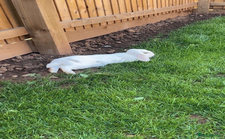 English rabbits - Advert 5