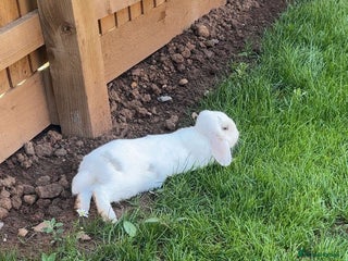 English rabbits - Advert 1