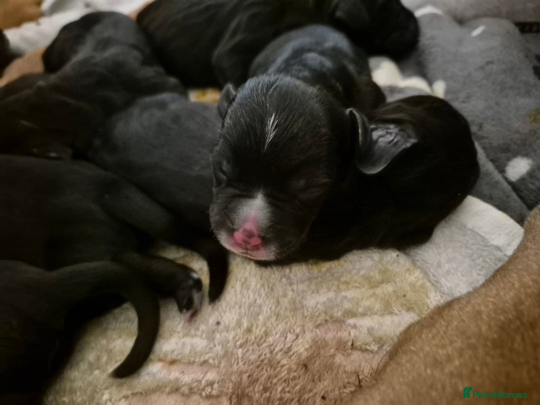 Mixed Breed dogs for sale: Bullmastiff x Springer Spaniel Puppies - Advert 9