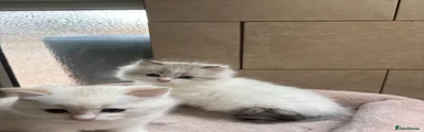 Bandit