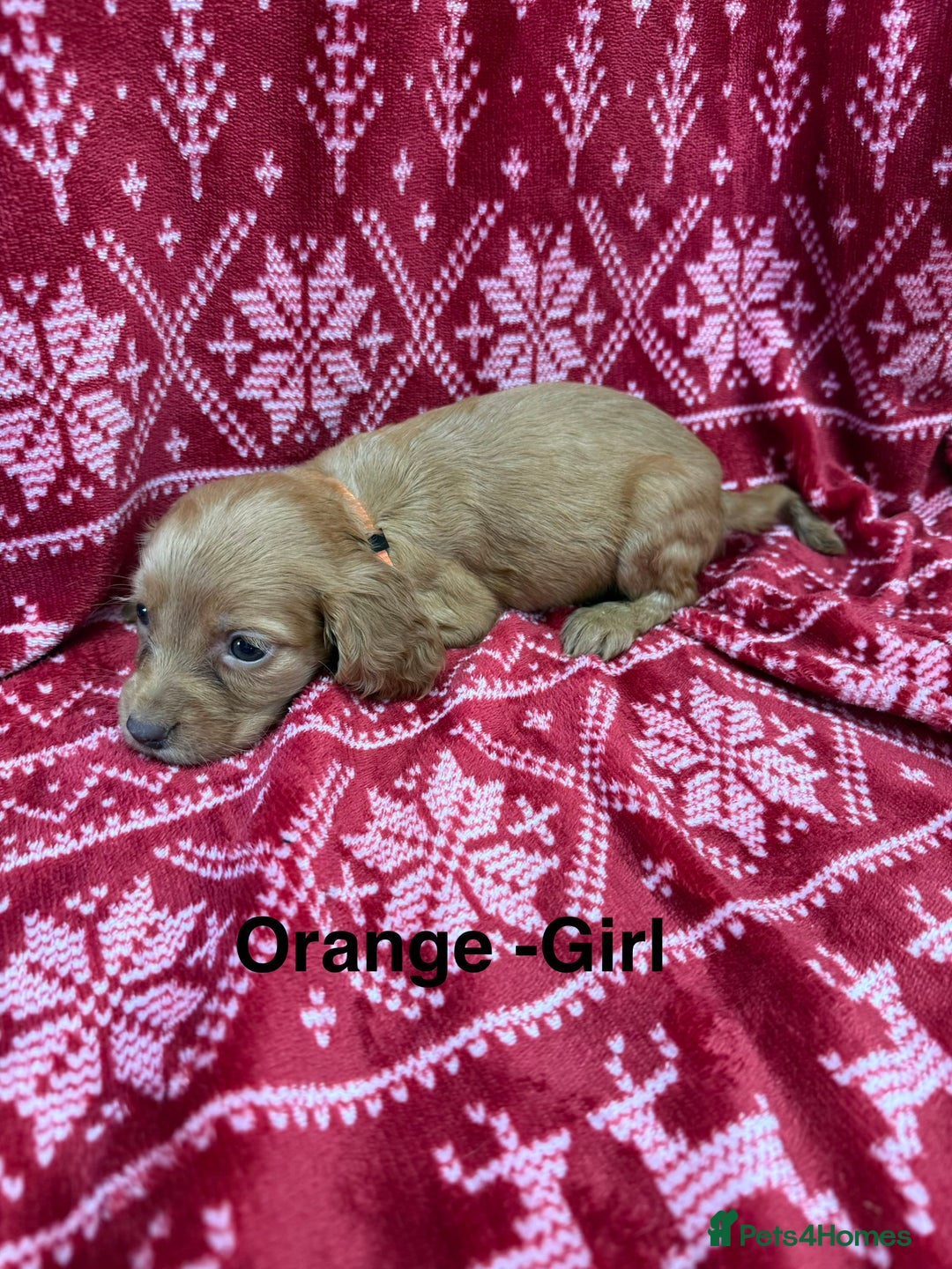 Cocker Spaniel dogs for sale: cocker spaniel puppies  - Advert 5