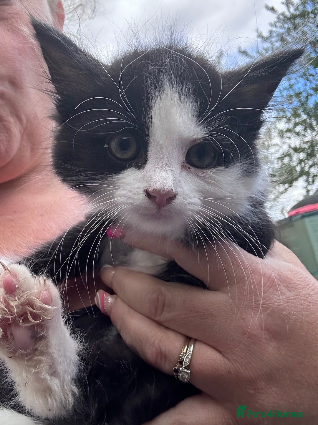 Mixed Breed cats for sale: 3 kittens looking for loving homes ! Ready now !! - Image 3