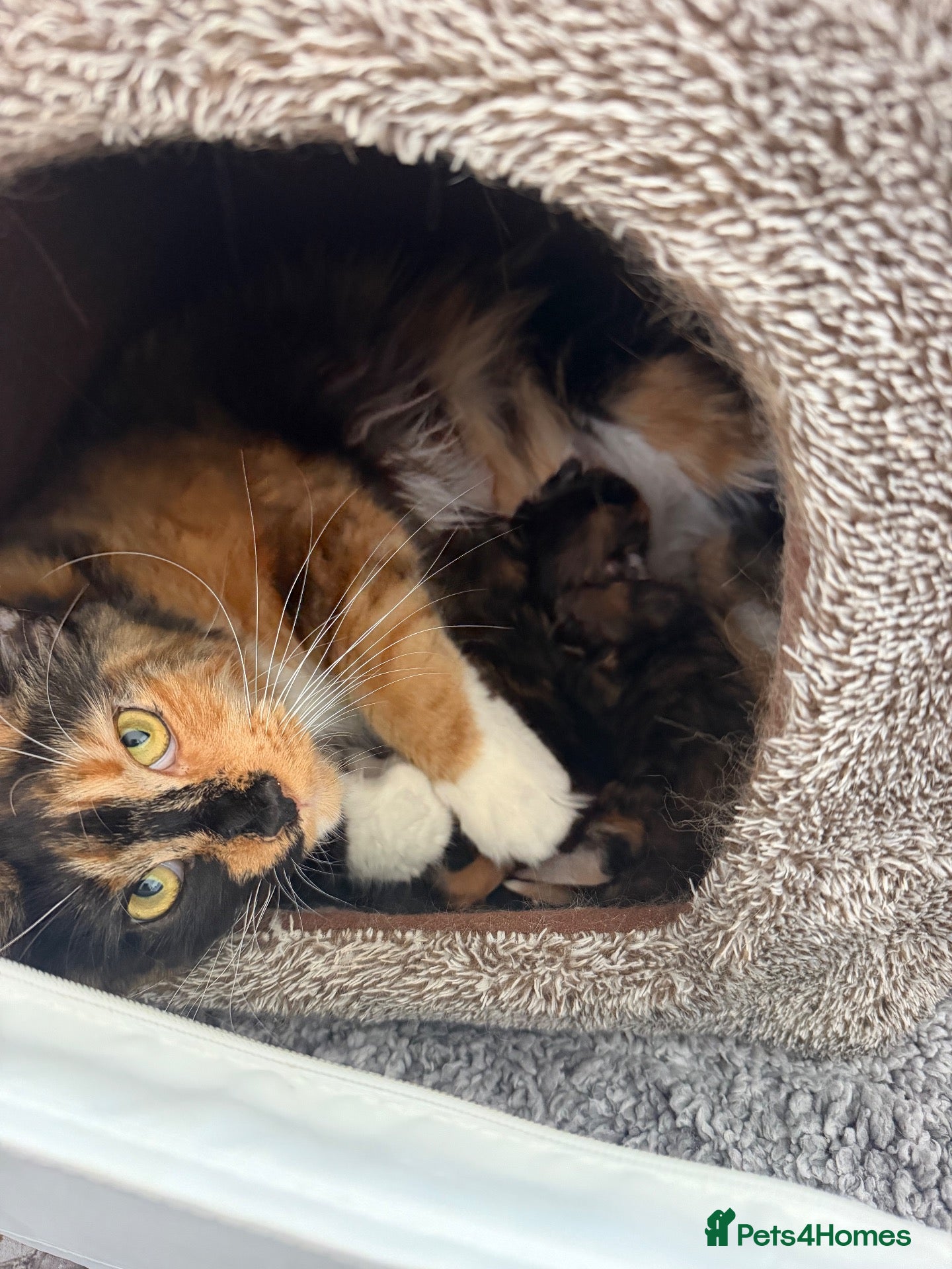 Maine Coon cats Female Calico Maine Coon KittensColours & Markings - Advert 1