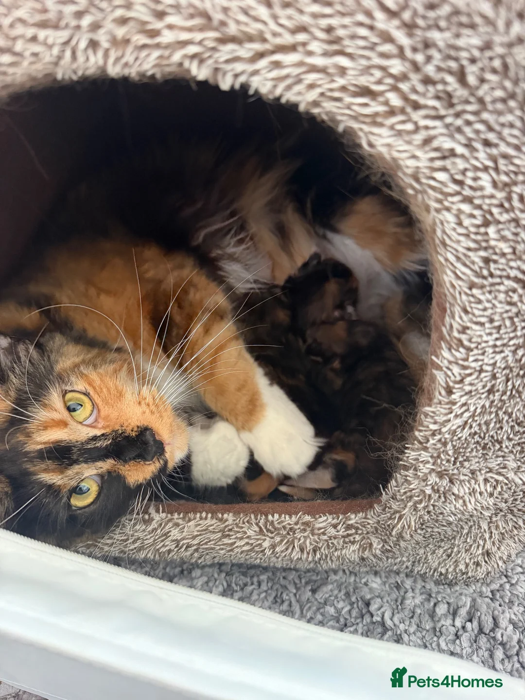 Maine Coon cats for sale: Female Calico Maine Coon KittensColours & Markings in Bristol - Advert 1