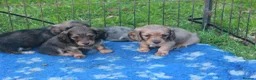 Miniature Dachshund dogs for sale: Miniature Daschund puppies - Advert 3