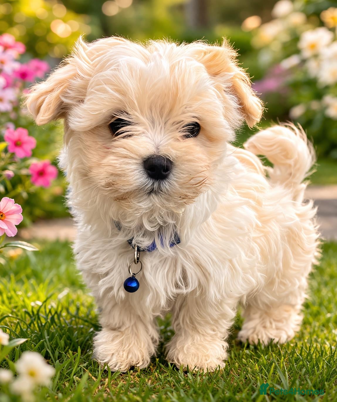 Maltipoo dogs  Extra small Korean Toy Maltipoo baby's  - Advert 16