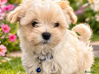 Maltipoo dogs Extra small Korean Toy Maltipoo baby's - Advert 16