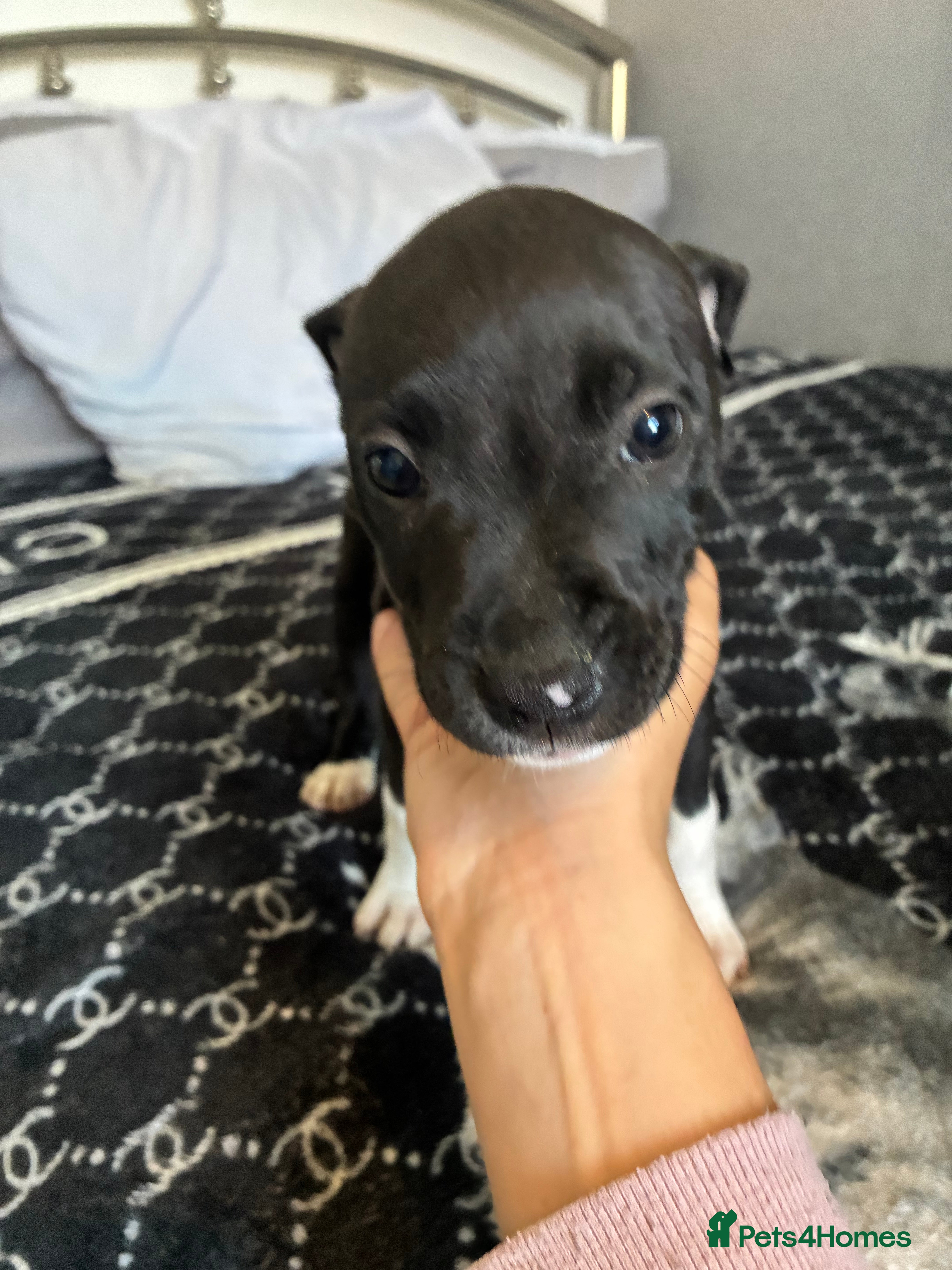 Mixed Breed dogs Cane Corso x staffy - Advert 2