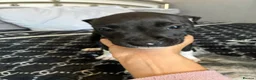 Mixed Breed dogs for sale: Cane Corso x staffy - Advert 2