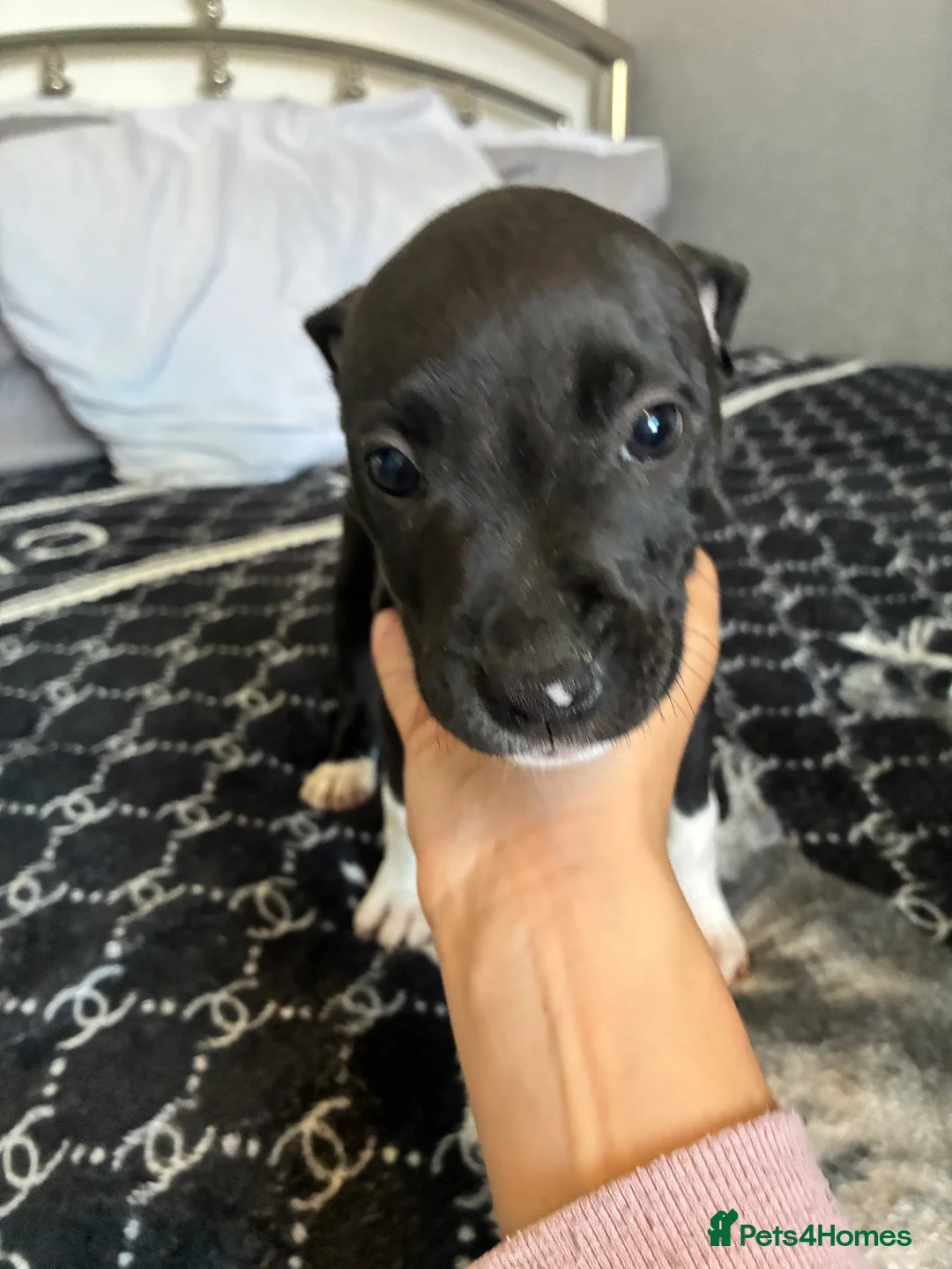 Mixed Breed dogs for sale: Cane Corso x staffy - Advert 2