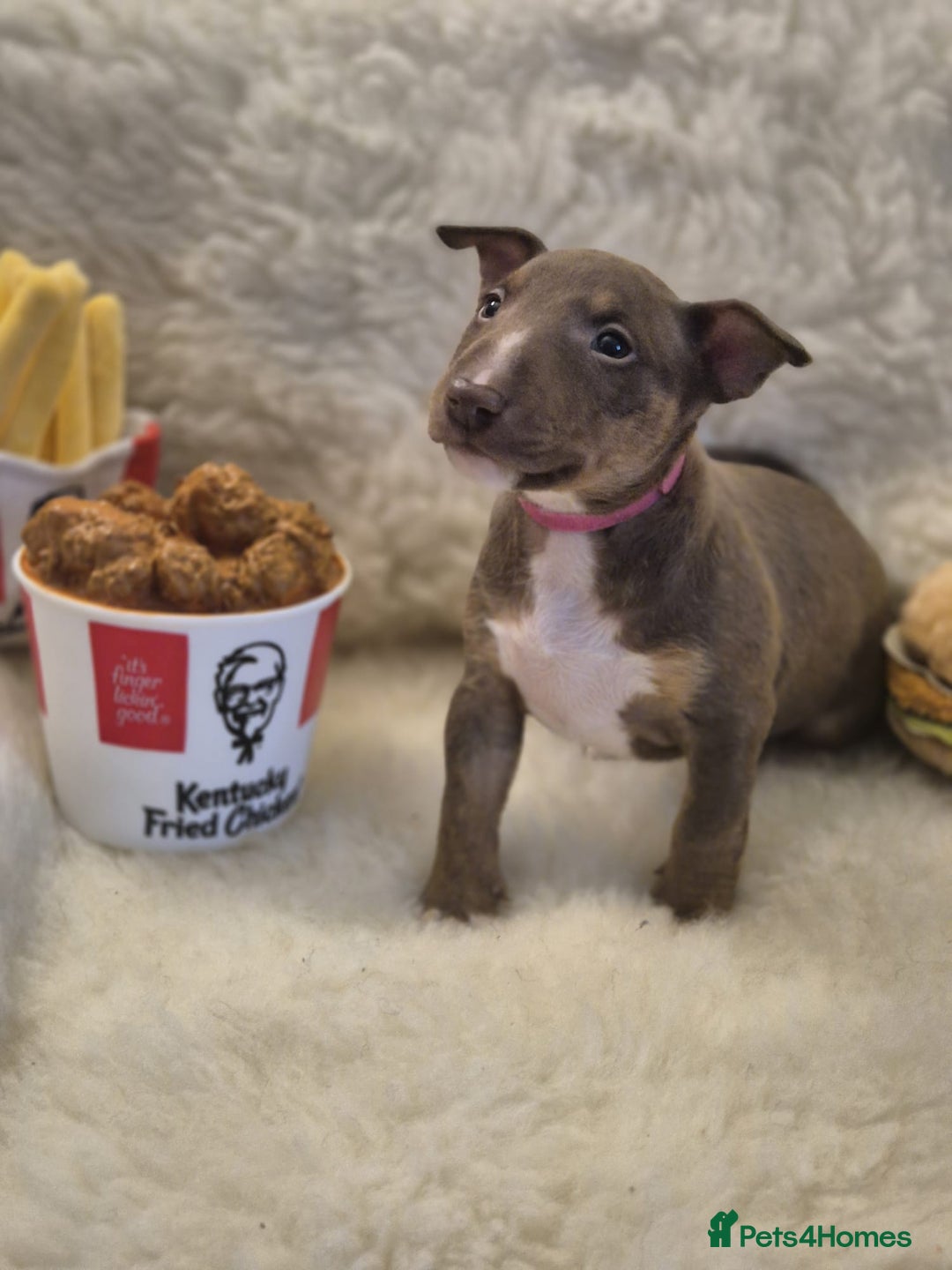 Miniature Bull terrier dogs for sale: 🐾 Exclusive Miniature Bull Terrier Puppies🐾  - Advert 25