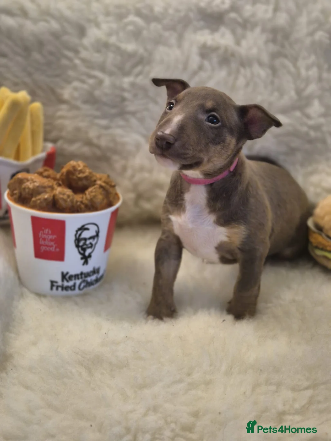 Miniature Bull terrier dogs for sale: REDUCED Exclusive Miniature Bull Terrier Pups  - Advert 23