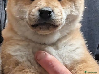 Japanese Shiba Inu dogs Japanese shiba inu - Advert 2