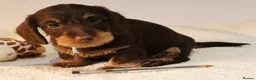 Miniature Dachshund dogs for sale: Choco+Wirehaired+5*Licensed+Kc+Praclear+Vetchecked - Advert 28