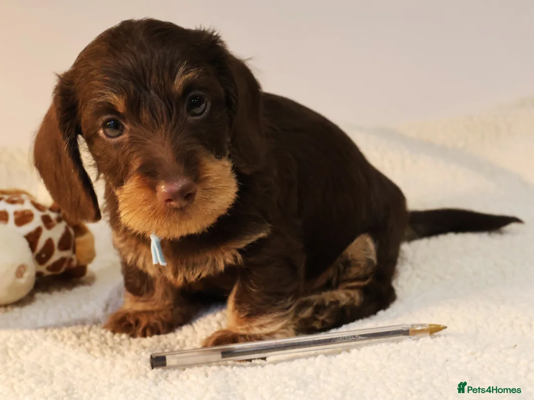 Miniature Dachshund dogs for sale: Choco+Wirehaired+5*Licensed+Kc+Praclear+Vetchecked - Advert 28
