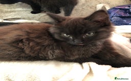 Mixed Breed cats for sale: Male Maine Coon/Siamese mix kitten  - Advert 2