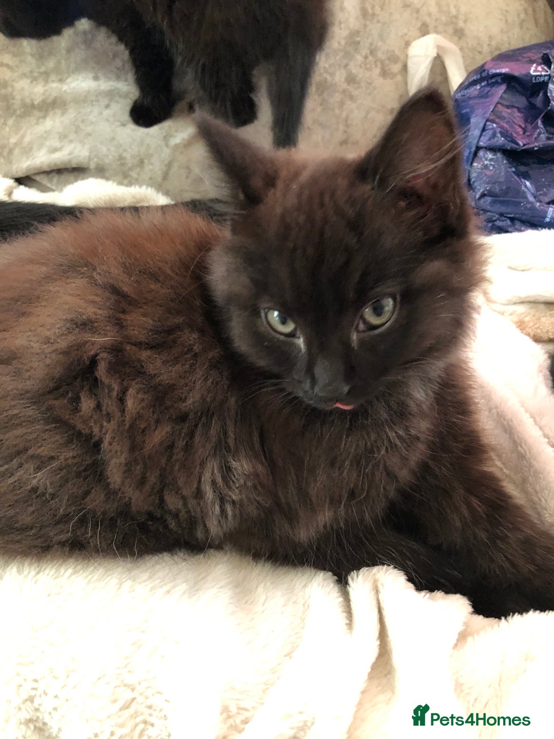 Mixed Breed cats for sale: Male Maine Coon/Siamese mix kitten  - Advert 2