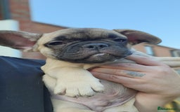 French Bulldog dogs for sale: 🐶3 french bulldogs left, price reduced £500🐶 - Image 9