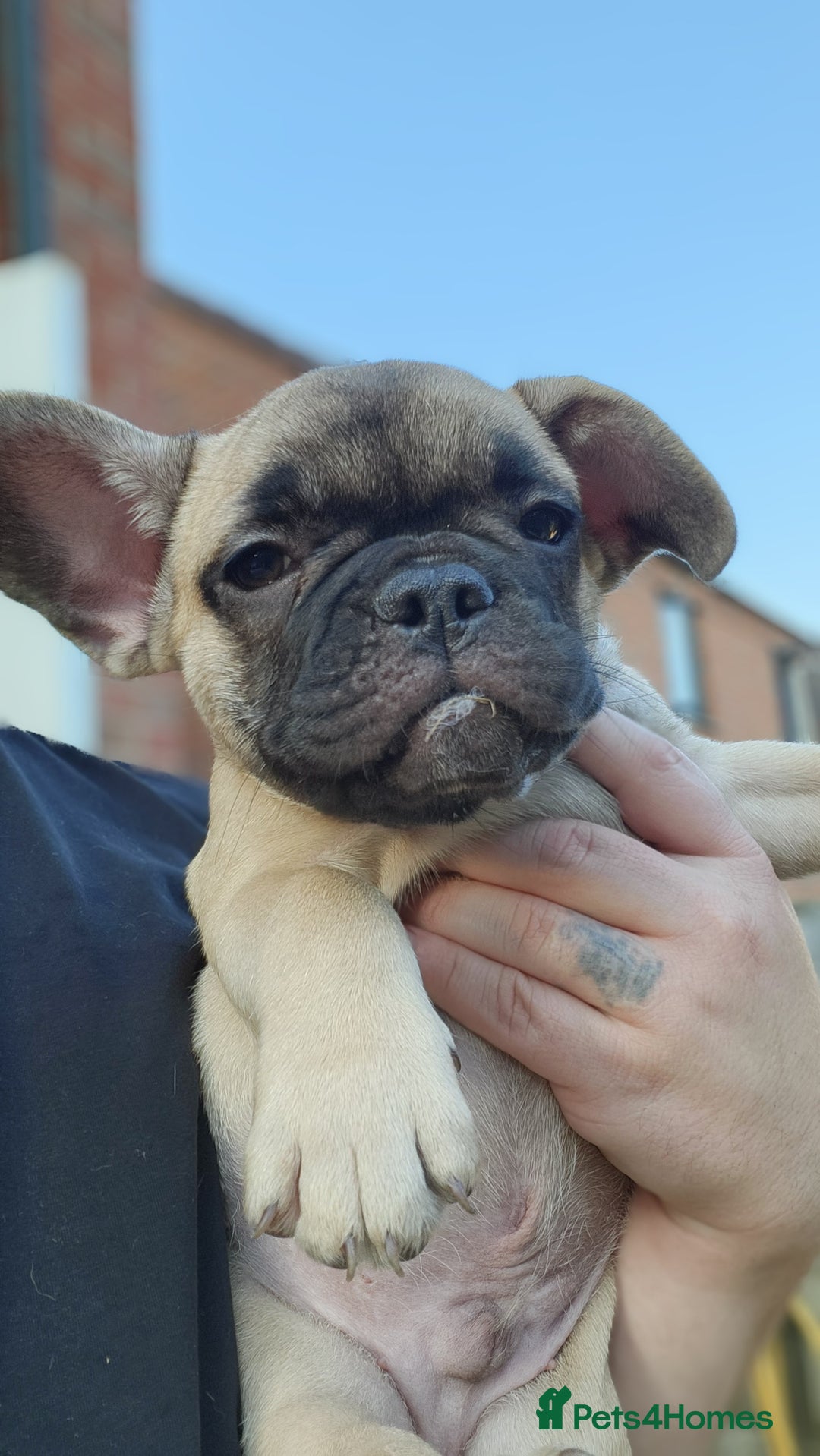 French Bulldog dogs for sale: 🐶3 french bulldogs left, price reduced £500🐶 - Image 9