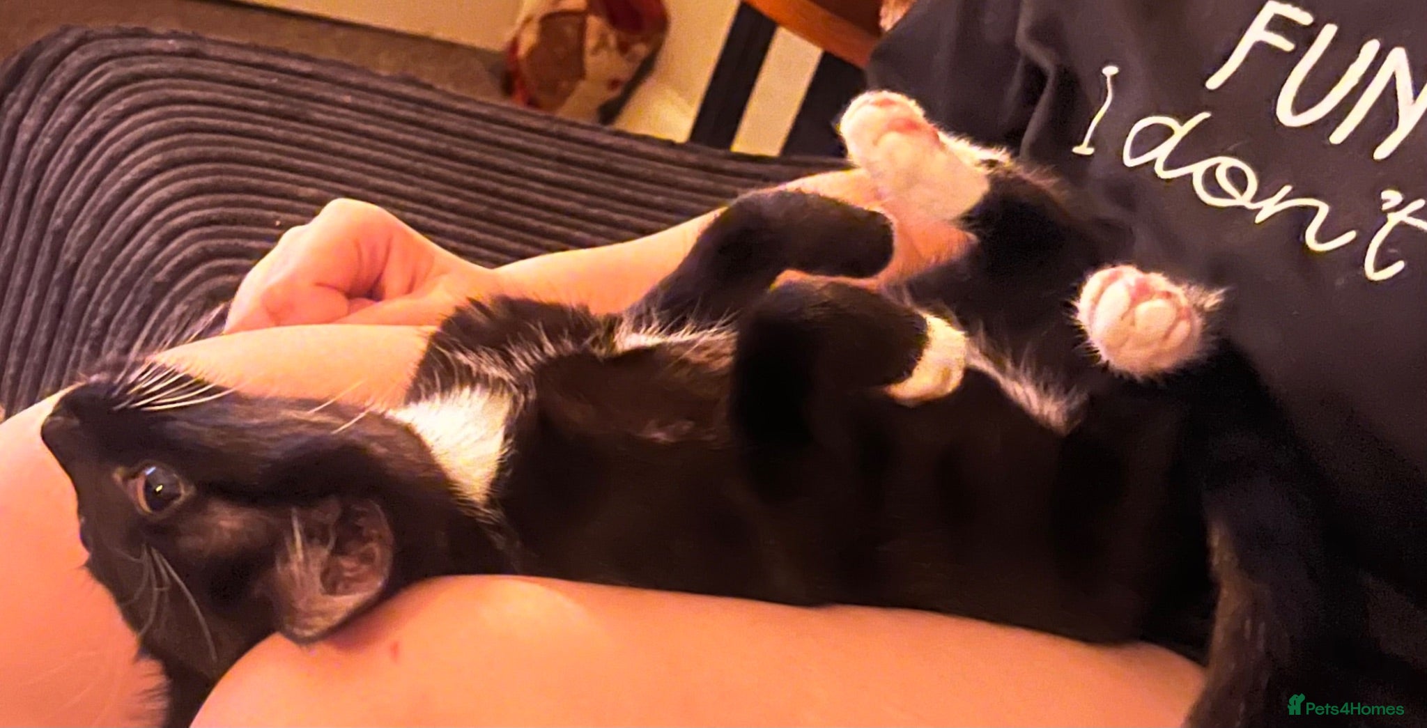Mixed Breed cats Beautiful little Gizmo(Gizzy) kitten - Advert 1