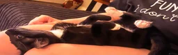 Mixed Breed cats for sale: Beautiful little Gizmo(Gizzy) kitten in Hayling Island - Advert 1