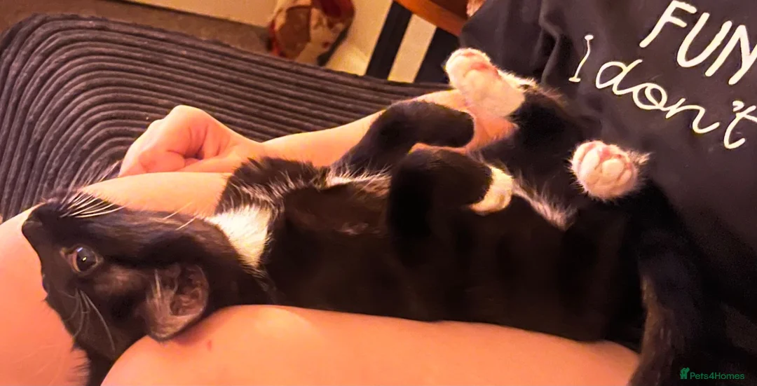 Mixed Breed cats for sale: Beautiful little Gizmo(Gizzy) kitten in Hayling Island - Advert 1