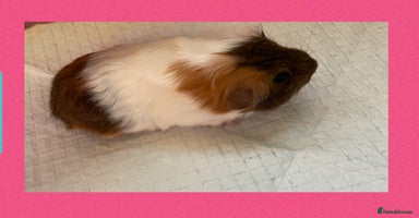 Guinea Pig rodents - Advert 12