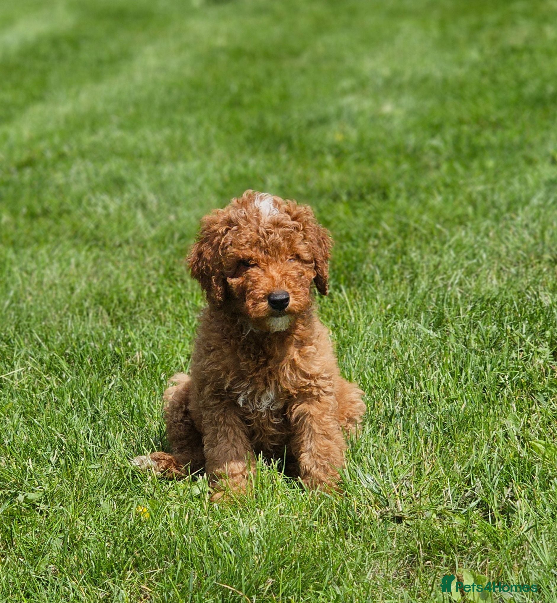 Australian Labradoodle dogs Last Boy - Full Australian Labradoodle pup - Advert 2