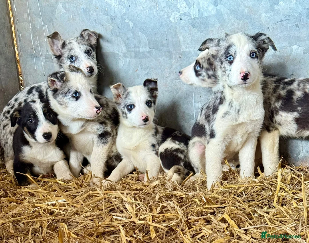 Border Collie dogs for sale: Stunning Merle puppies  - Advert 6