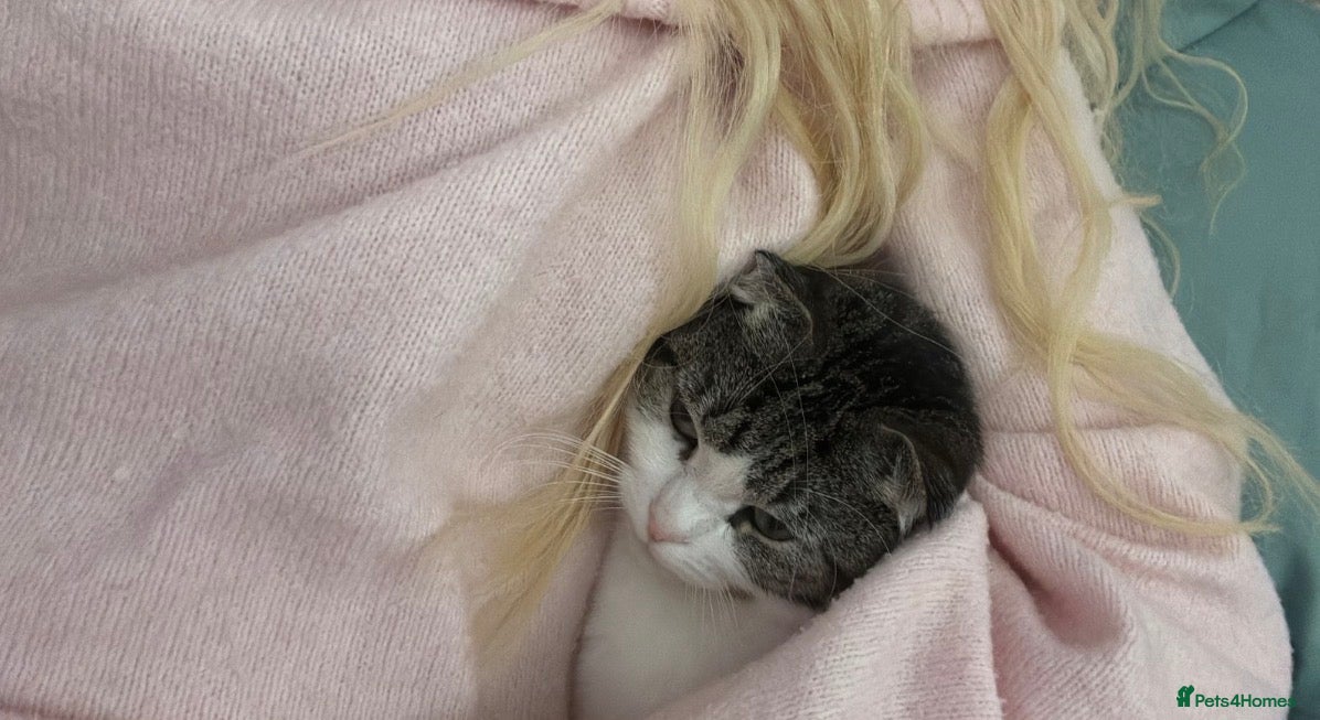 Mixed Breed cats Miss Dolly  - Advert 1