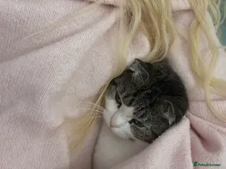 Mixed Breed cats Miss Dolly - Advert 1